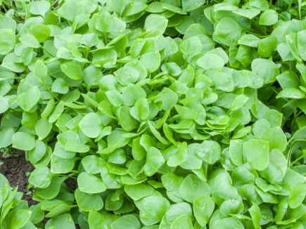 Winter Purslane