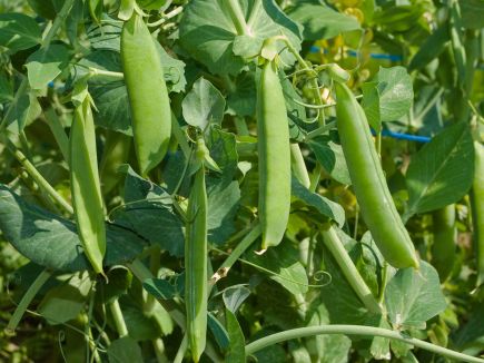 Pea - Dwarf - Kelvedon Wonder