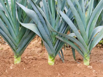 Leek - Blaugruner Winter (Avano)