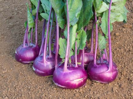 Azur Star Kohlrabi