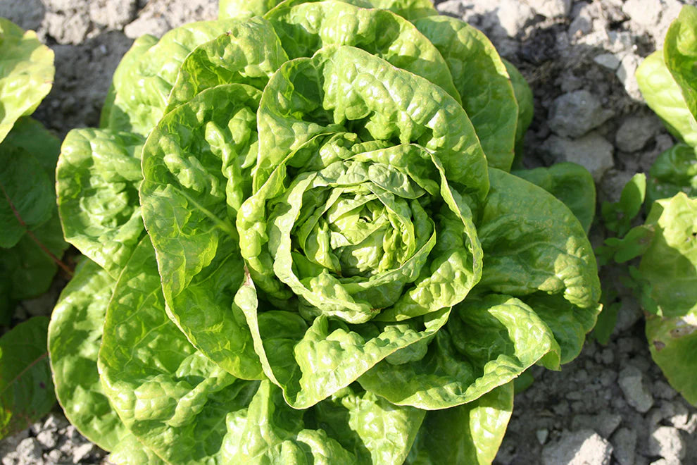 Grosse Blonde Paresseuse Lettuce
