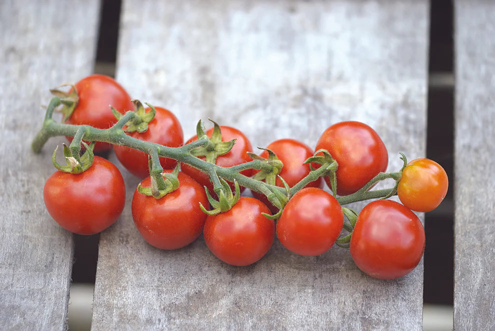 Tomato Gardener's Delight