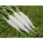 Radish Trio Mixed Bag