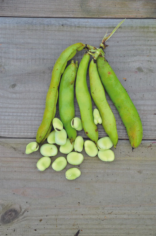 Aguadulce Fava-bonen