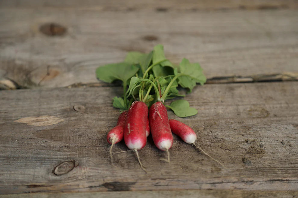 Flamboyant Radish