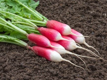 Radish Trio Mixed Bag