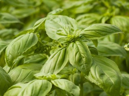Basil - Large Leaves Ocimum