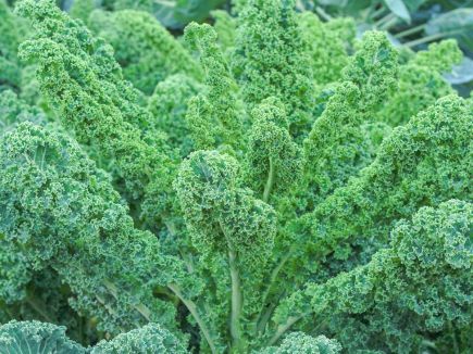 Kale (curly) - Lerchenzungen