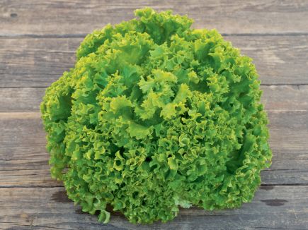 Lettuce - Lollo Bionda