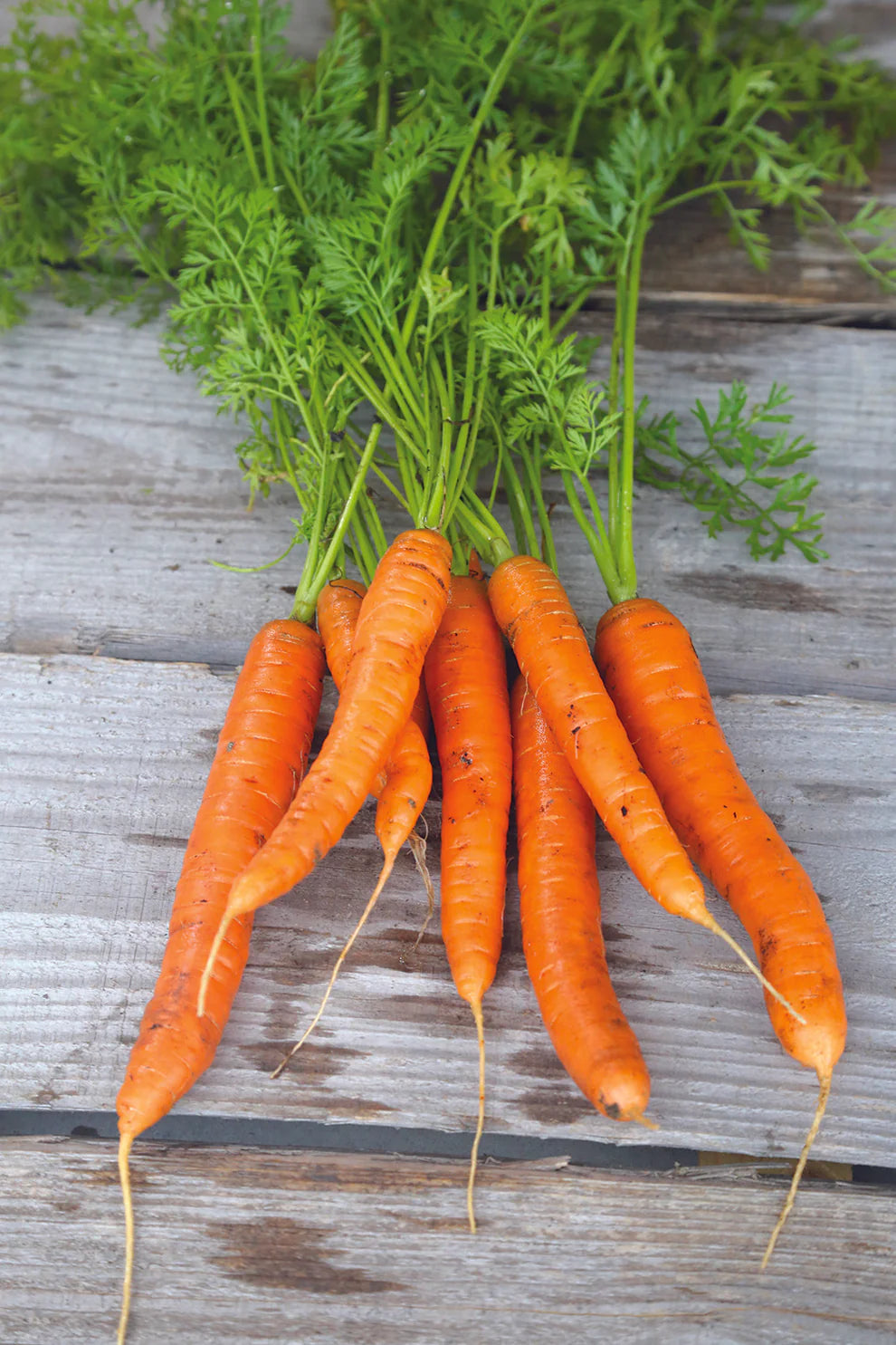 Nantaise 2 Carrot (in seed tape format)