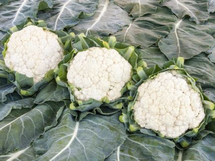 Cauliflower - Neckarperle