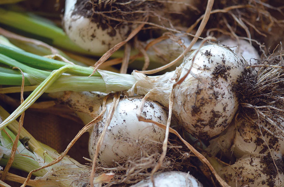 Spring Onion - White Lisbon