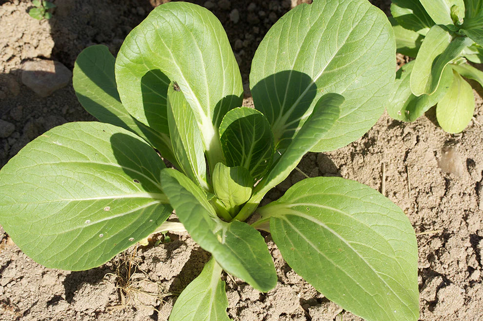 Pak Choi Tai Sai