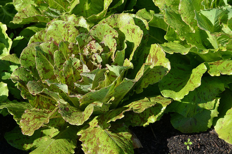 Romaine Lettuce Chicon Panache