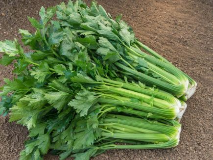 Tall Utah Celery