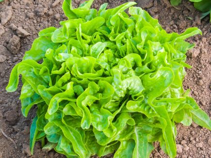 Oak Leaf Lettuce Till