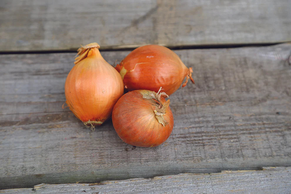 Stuttgart Rieser White Onion