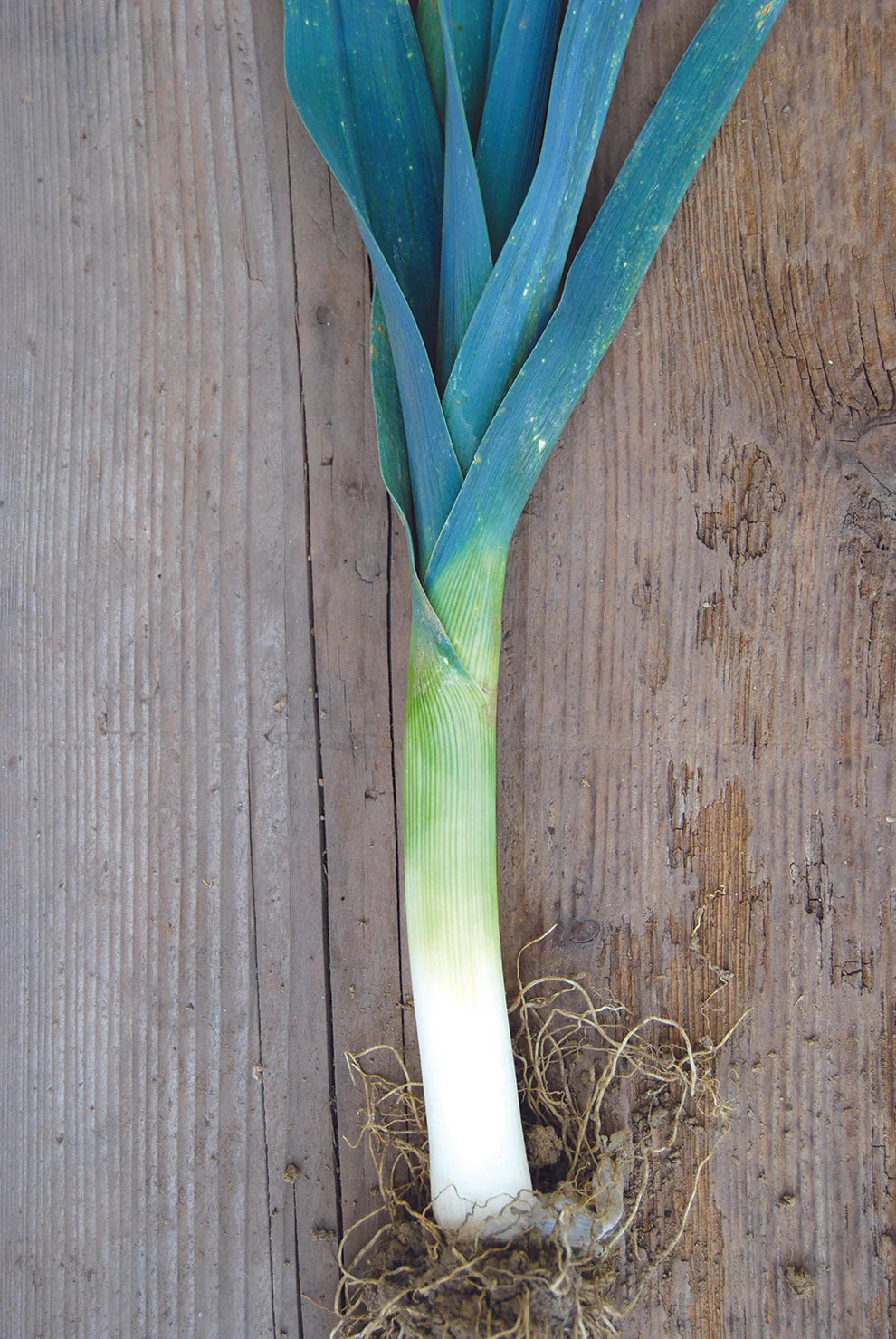 St Victor Winter Leek