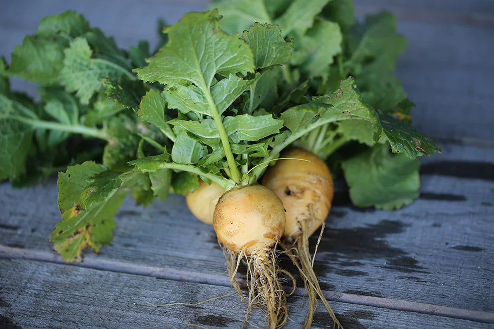 Yellow Golden Ball Turnip