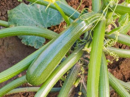 Zuboda Courgette