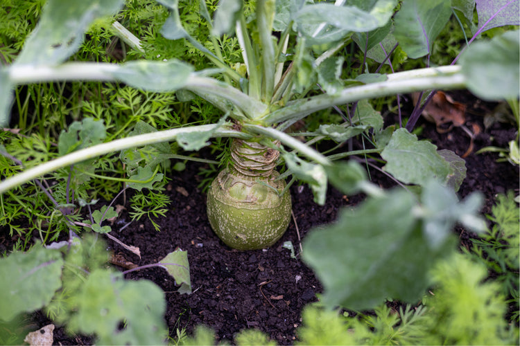 All Alliums with Asian Greens