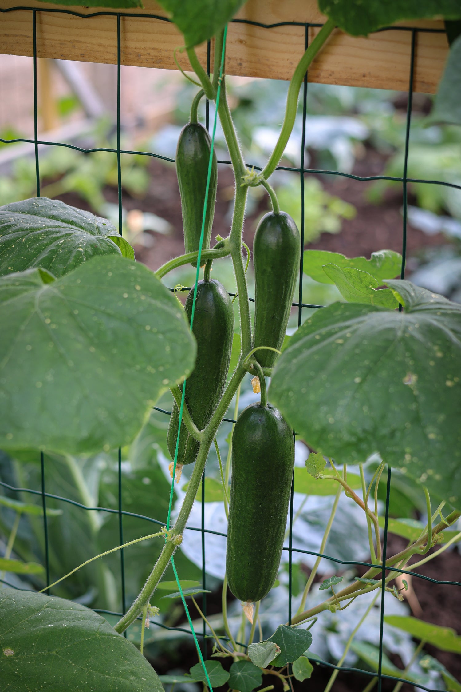 Cucumber Hydration with full-year Aromatics