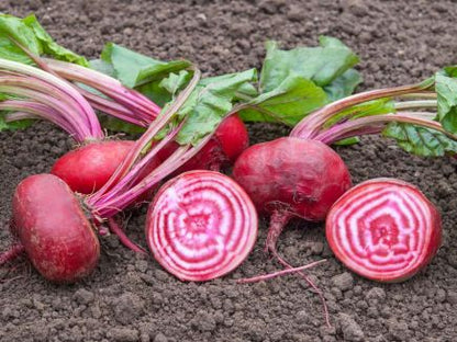 Chioggia Beetroot