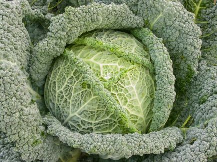 Savoy Cabbage - Smaragd