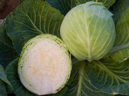 White Cabbage - Dottenfelder Dauer