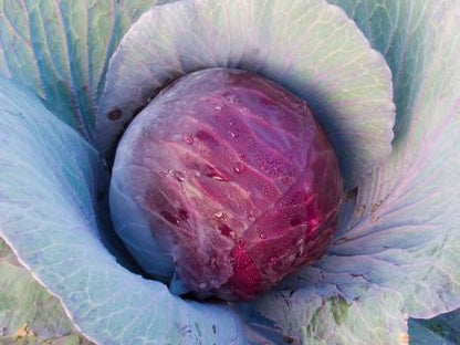 Red Cabbage - Granat