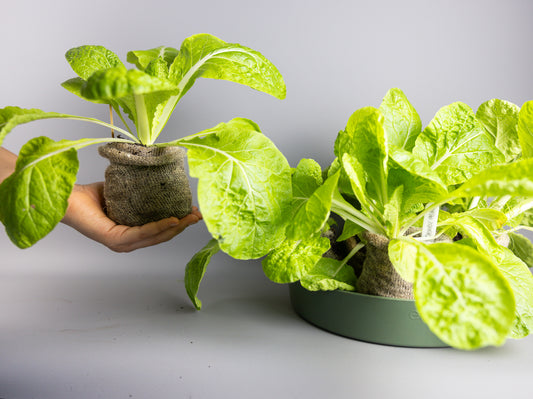 Chinese koolzaailing (ALLEEN AFHALEN)