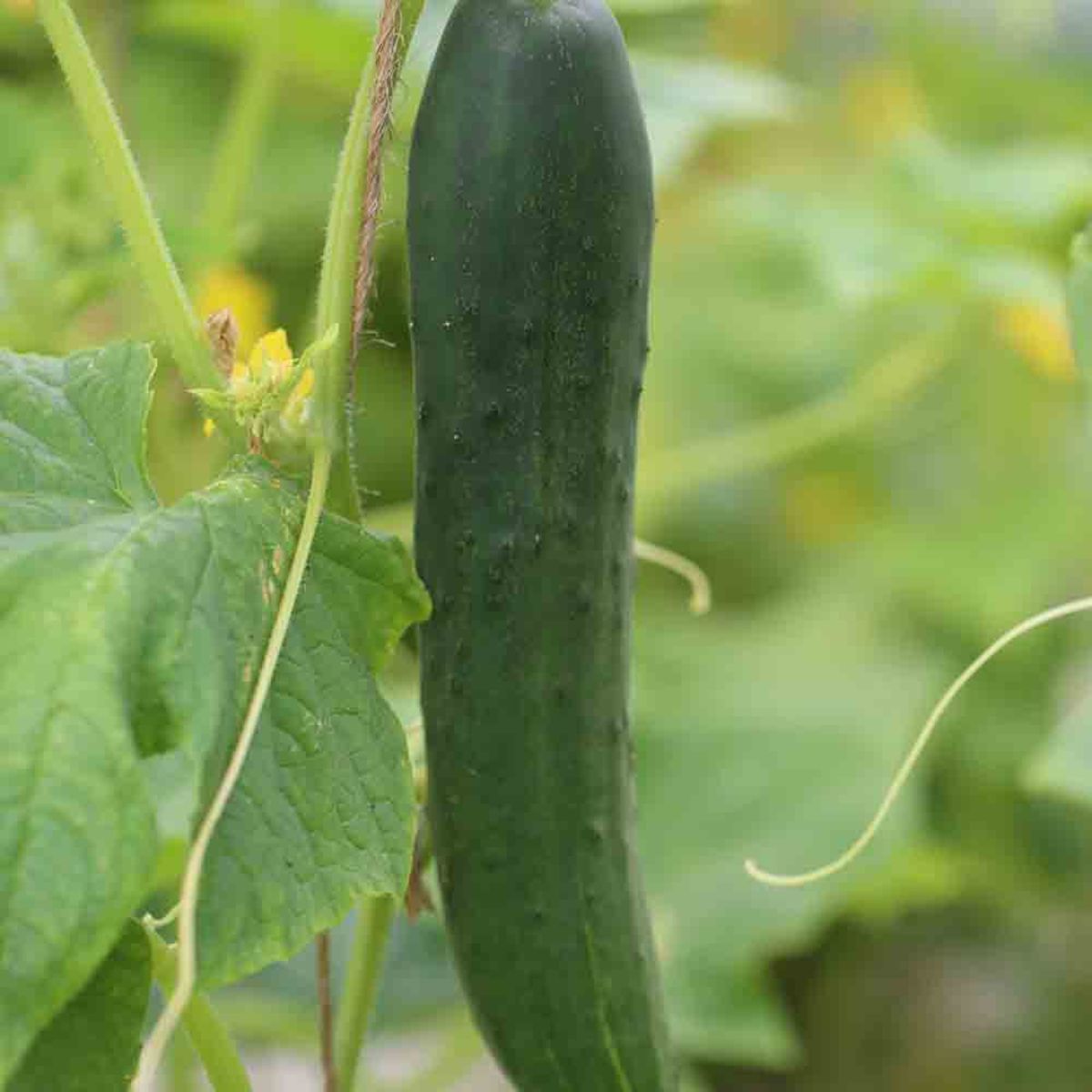 Cucumber Telegraph