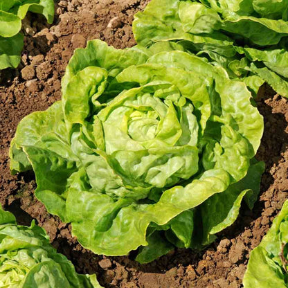 Lettuce Appia