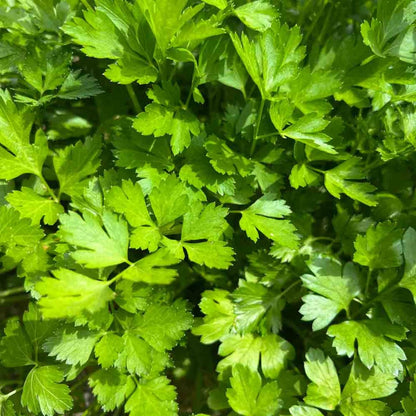 Parsley Giant Flat from Italy