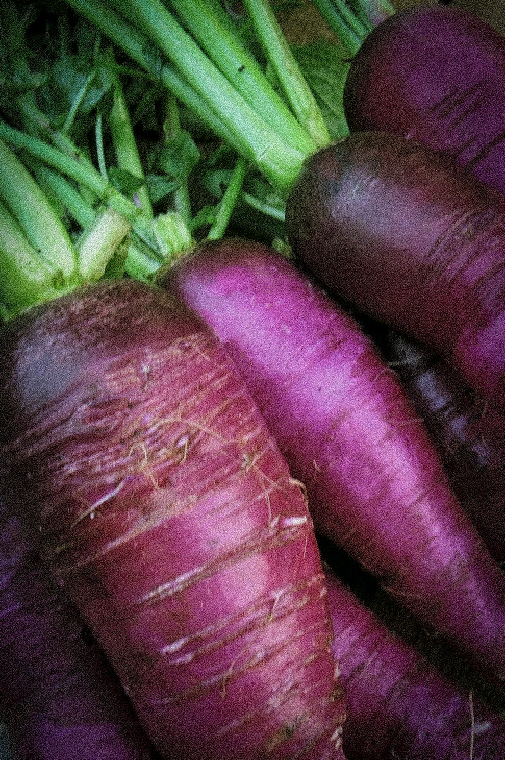 Purple Radish From Gournay Ab