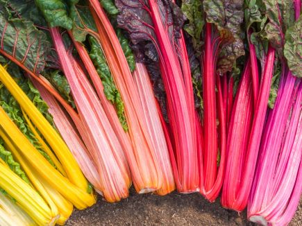 Rainbow Swiss Chard Mix