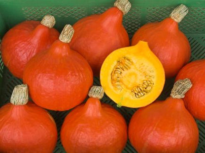 Pumpkin / Squash - Red Kuri