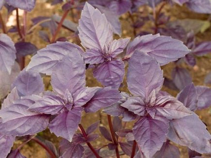 Red Basil