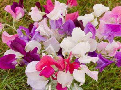 Sweet pea flower (climbing)