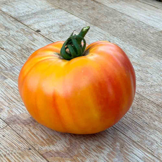 Tomaten van Gardener's Delight