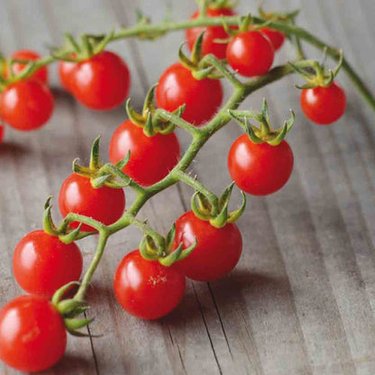 Tomato Cherry Barbaniaka