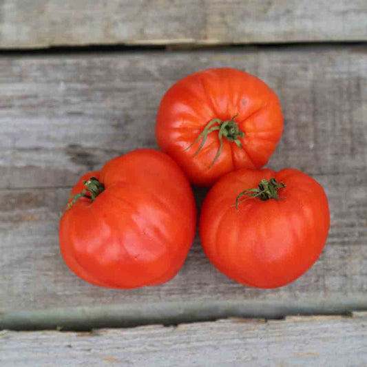 Tomaten van Gardener's Delight