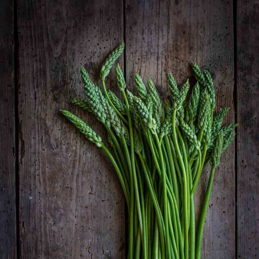 Wild Asparagus