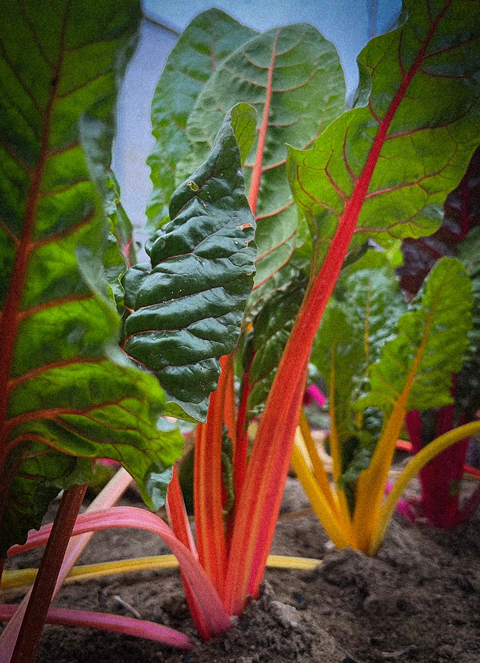 Chard Bright Lights