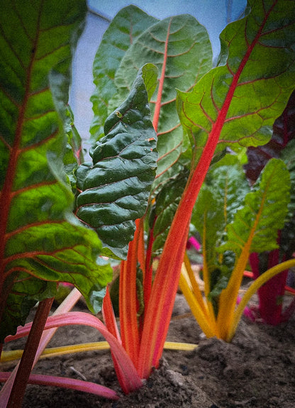 Chard Bright Lights