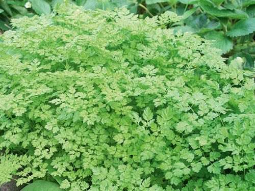 Chervil