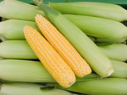 Golden Bantam Sweet Corn